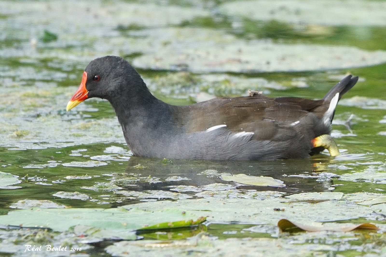 Gallinule poule-deau