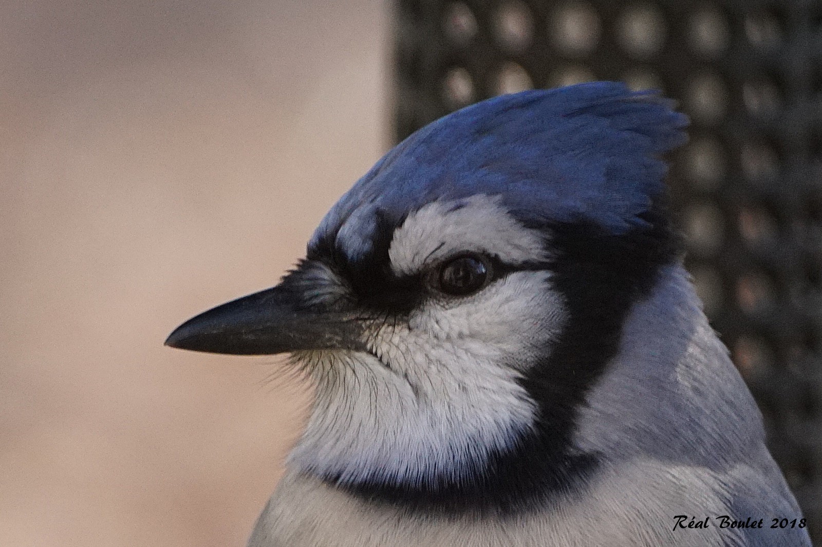 Geai bleu (Blue Jay)