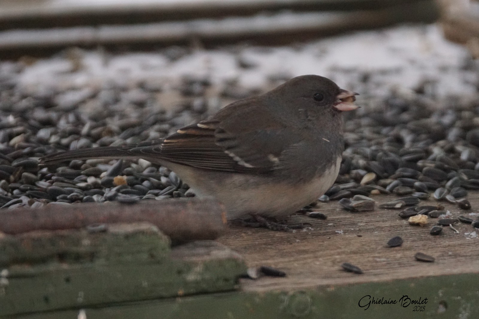 Junco ardois- Barres alaires (Dark-eyed Junco)