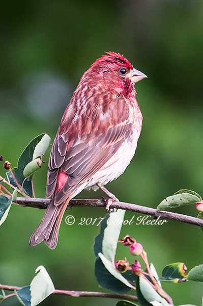 Purple Finch 