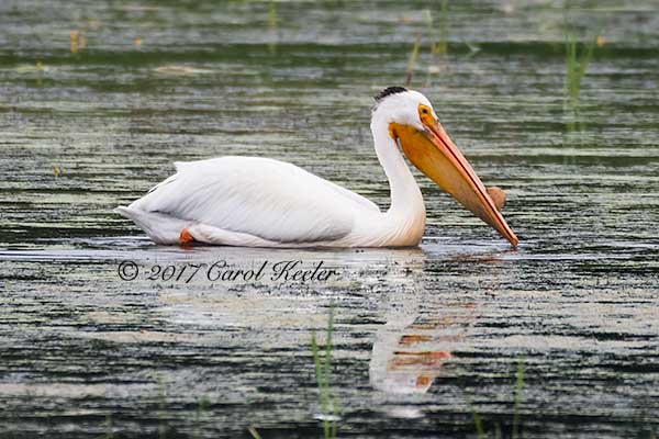 Pelican in Breeding Plumage 