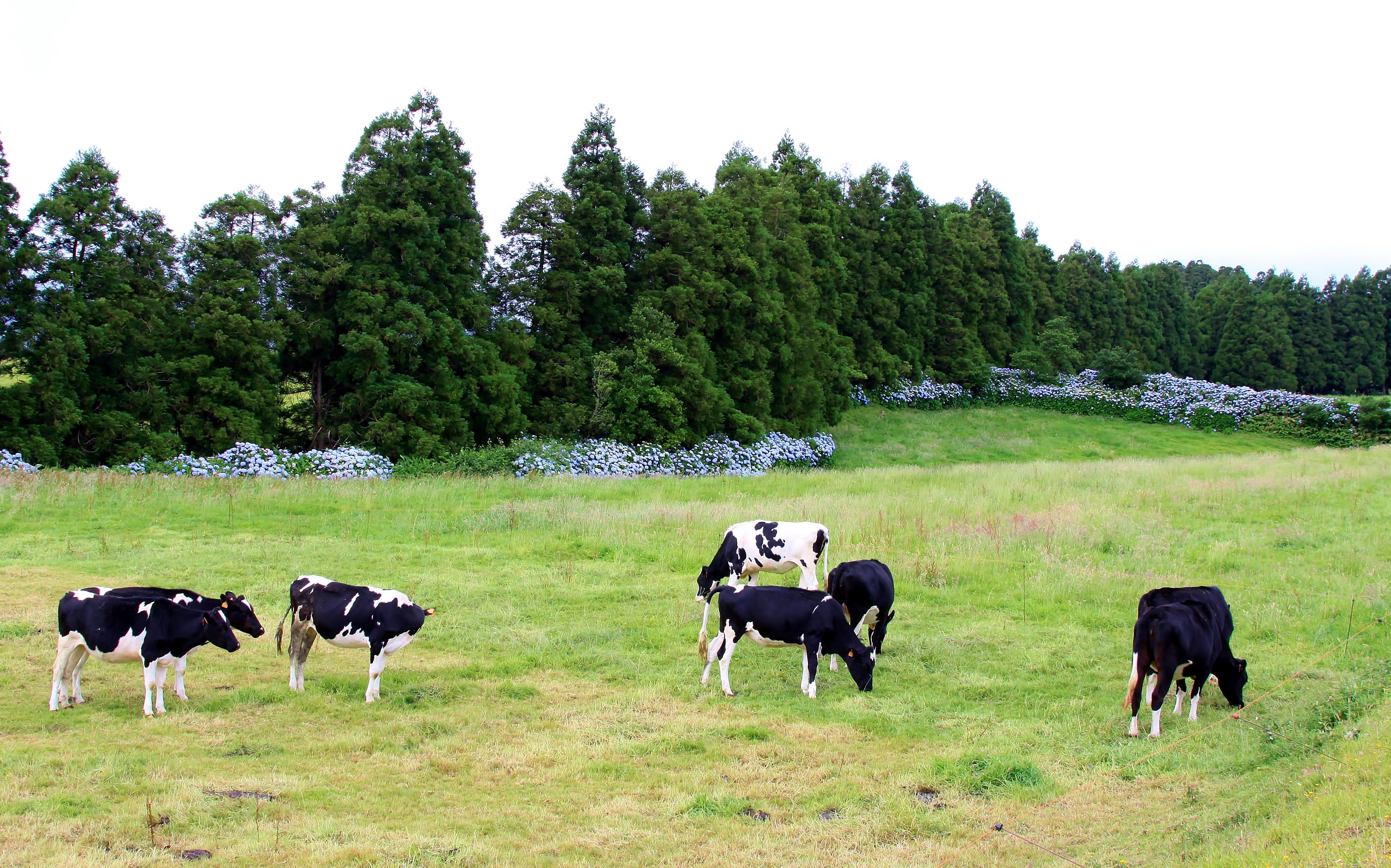 Cows love being near Hydrangea.  