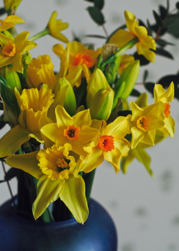 Who needs red roses when you can have daffs?