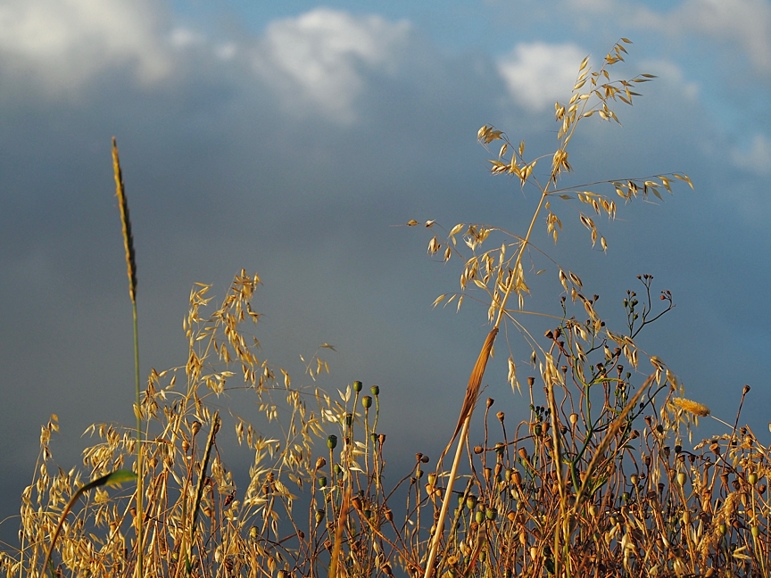 Golden summer evenings