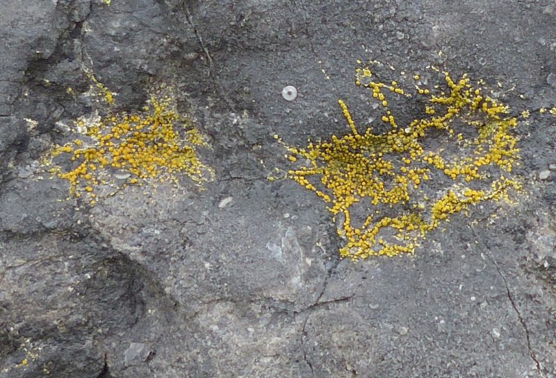 Closeup of the lichen on rock