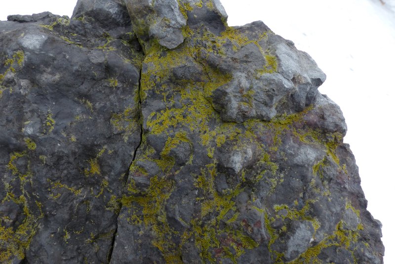 Lichen growing on the memorial rock
