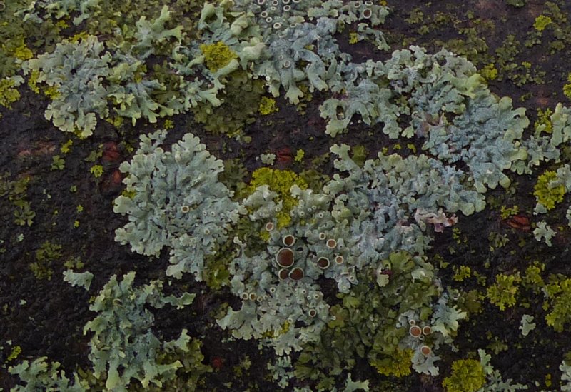 Common tree lichens