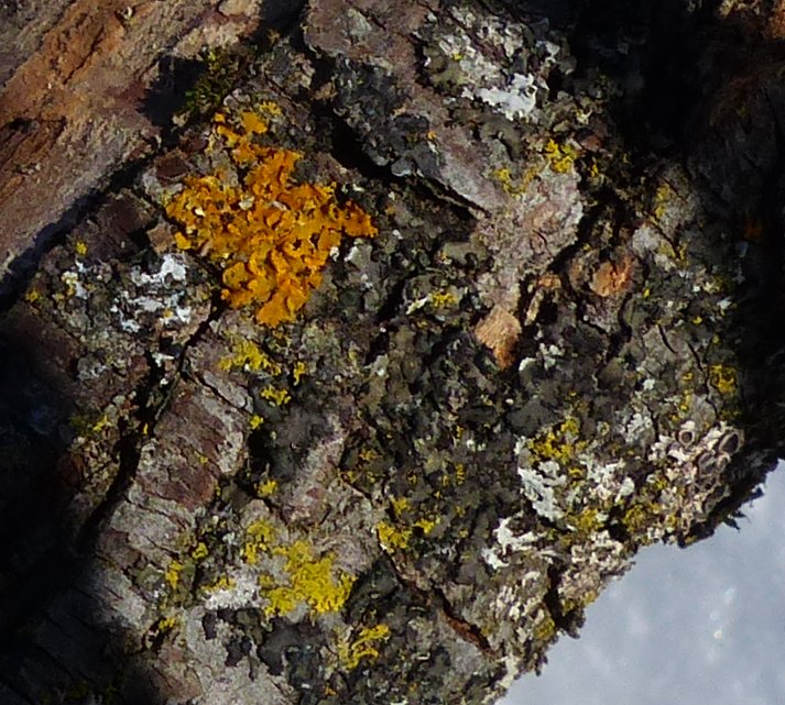 Orange tree lichen