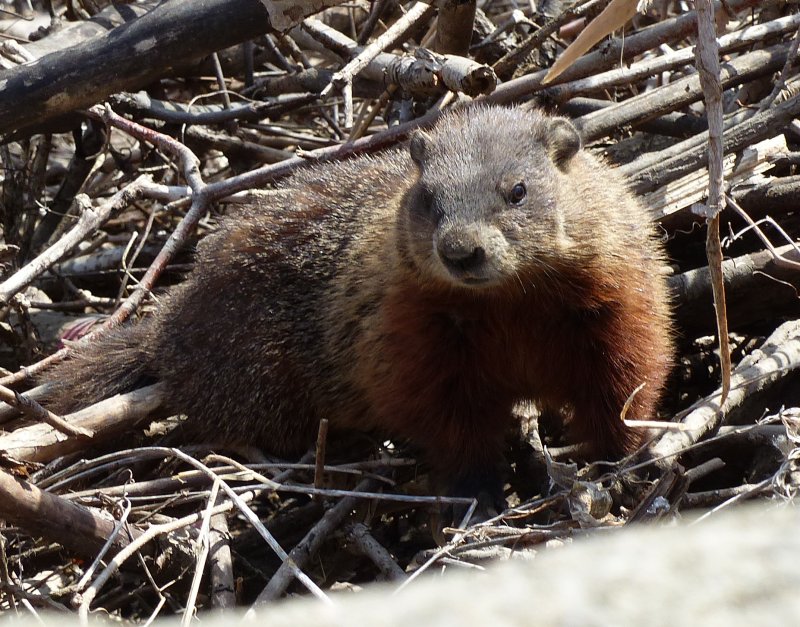 Groundhog or Woodchuck (Marmota monax)