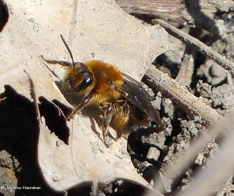 Andrenid bee (<em>Andrena dunningi</em>)