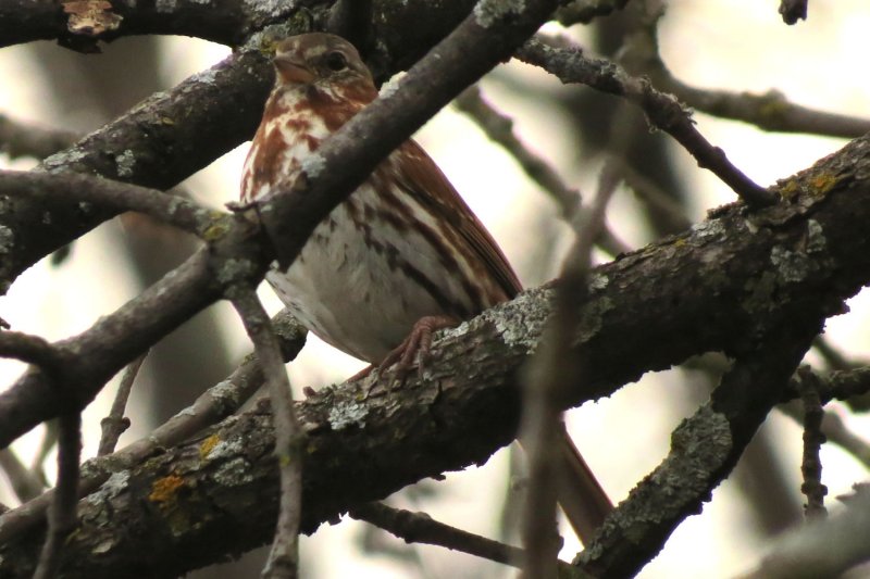 Fox Sparrow