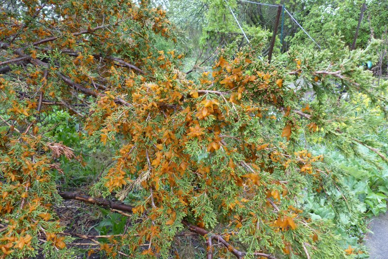Cedar-apple Rust (<em>Gymnosporangium juniperivirginianae</em>)