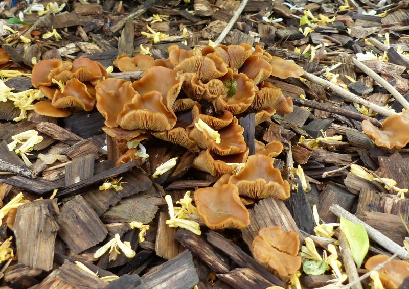 Gilled mushrooms