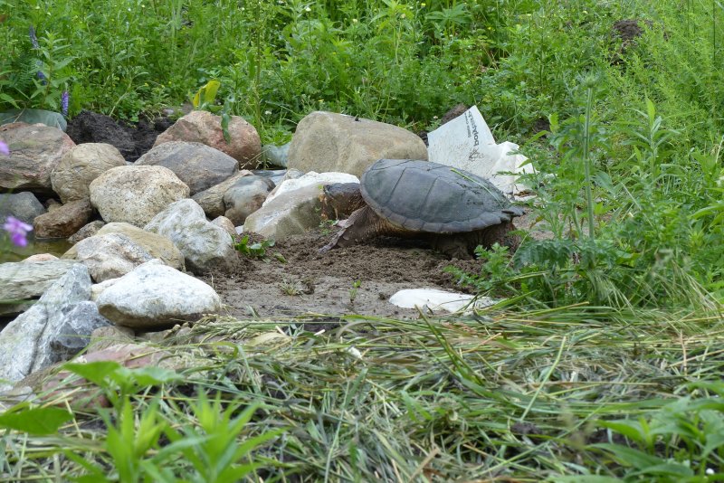 Snapping Turtle