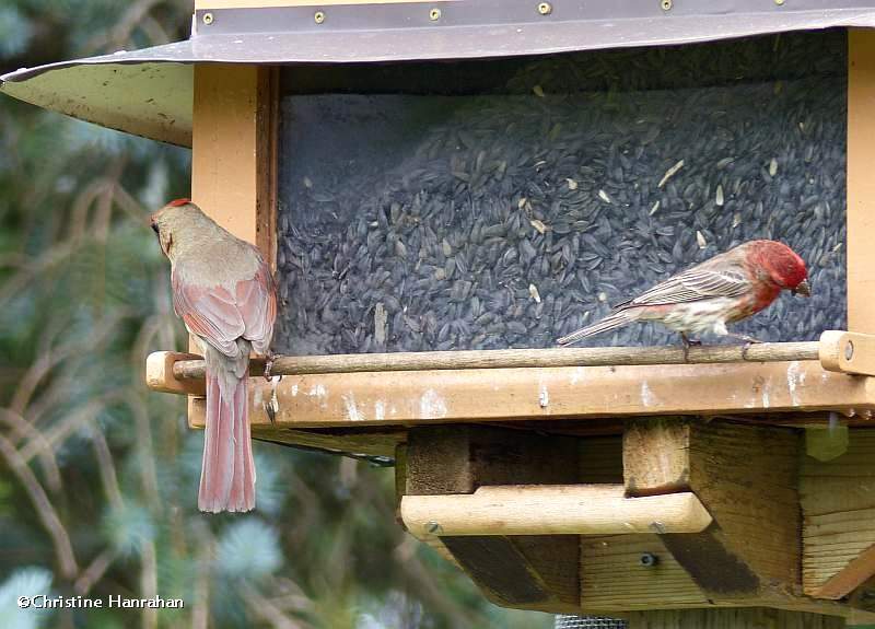 Northern cardinal, female, and house finch, male