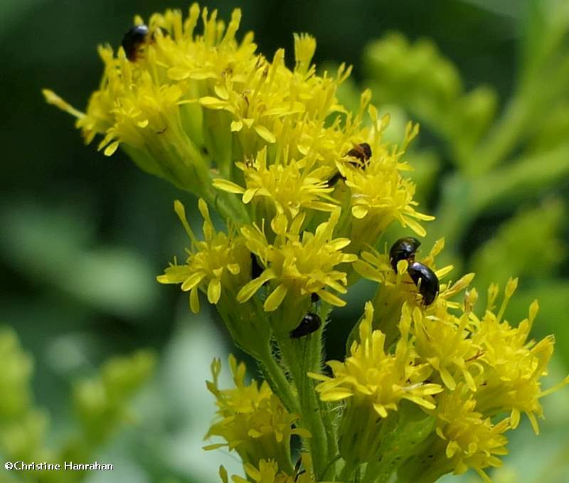 Shining flower beetles (Olibrus)