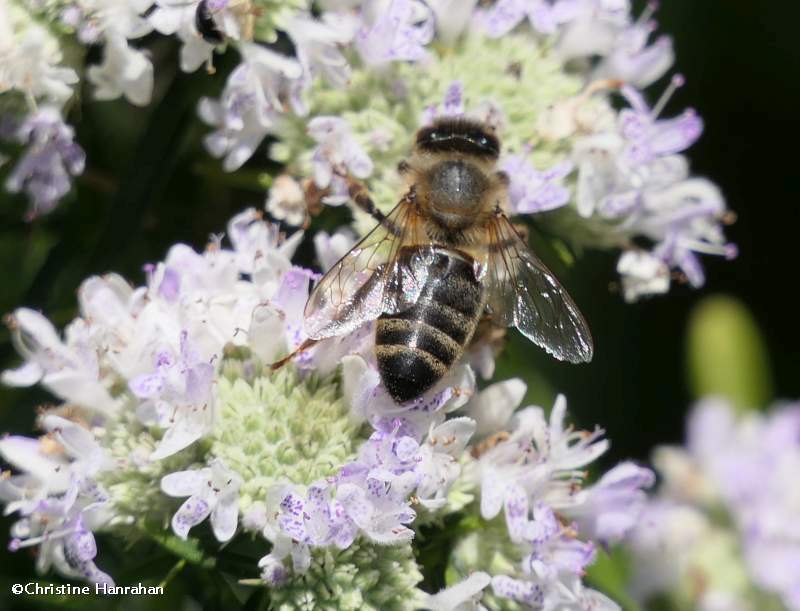 Honey bee (Apis mellifera)