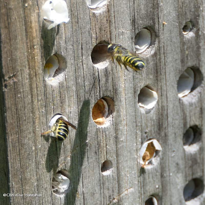 Leafcutter bees (Megachile)