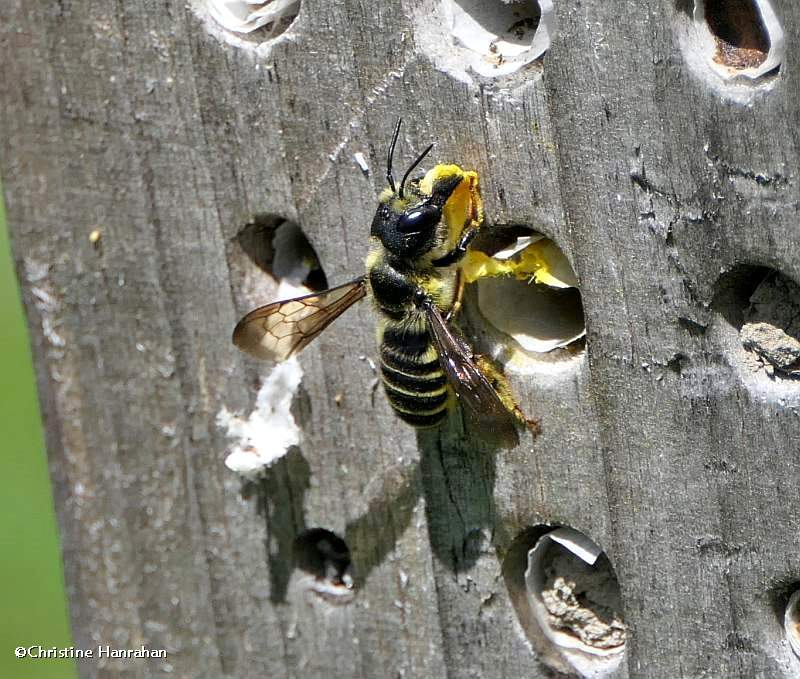 Leafcutter bee (Megachile pugnata)