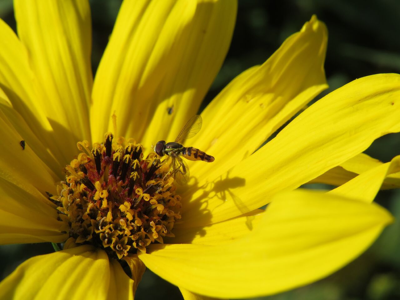 Hover fly (<em>Toxomerus geminatus</em>)