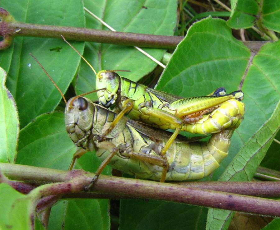 Two-striped grasshoppers  (<em>Melanoplus bivittatus</em>)