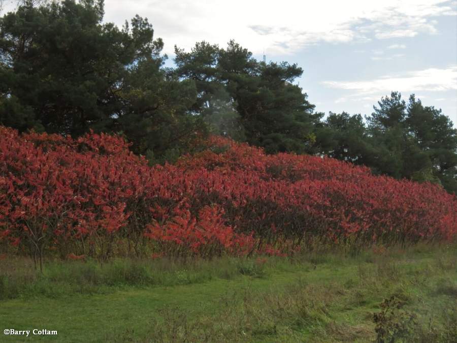 Sumacs