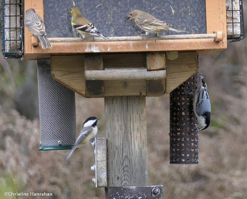 More feeder birds