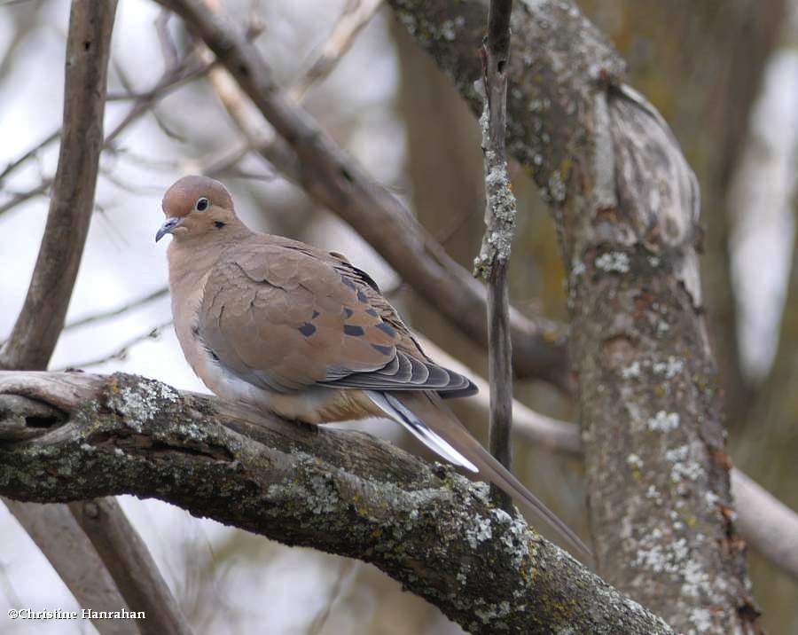 Mourning dove