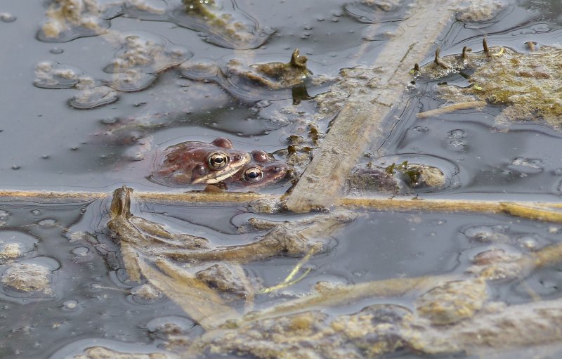 Wood Frogs (Lithobates sylvaticus)