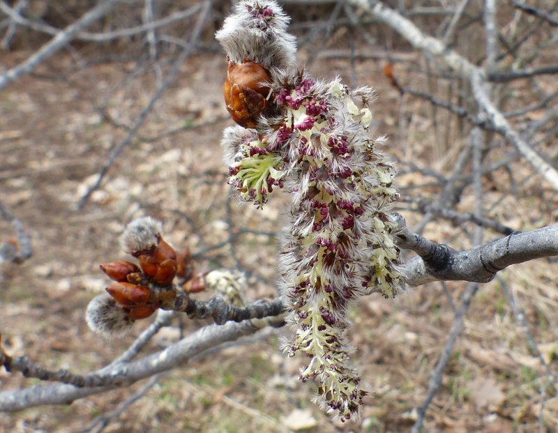 Trembling aspen (Populus tremuloides)