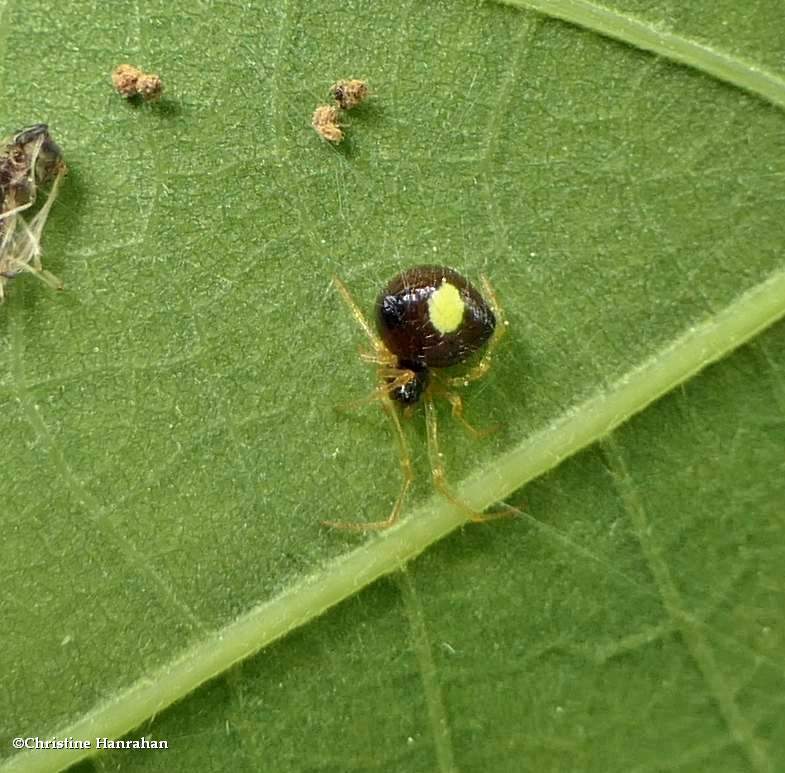 Cobweb spider (Theridula emertoni)