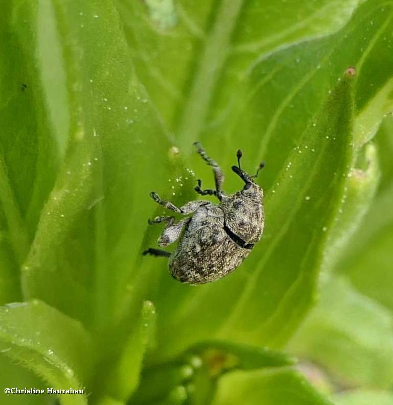 Seed-eating Weevil  (<em>Acanthoscelidius</em>)