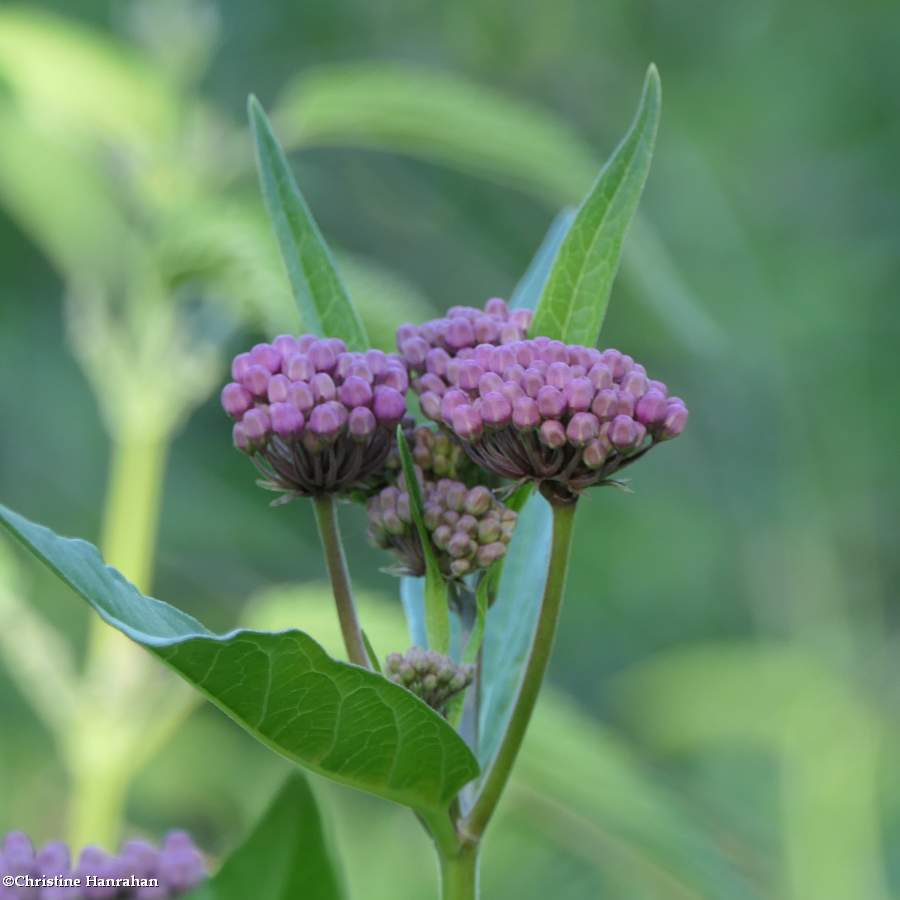 Swamp milkweed (<em>Asclepias incarnata</em>) 