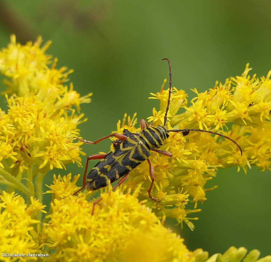 Locust borer  (<em>Megacyllene robiniae</em>)
