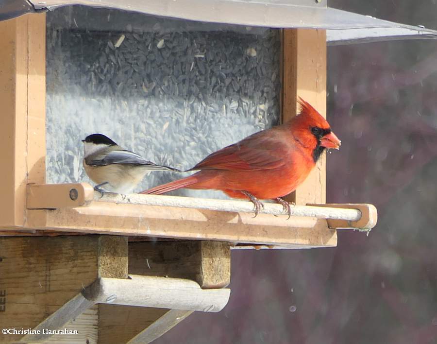 Cardinal and chickadee 