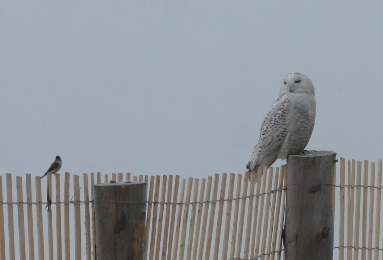 Snowy Owl with Eastern Phoebe - Duxbury Beach, MA - April 13, 2018  -  begs a caption!