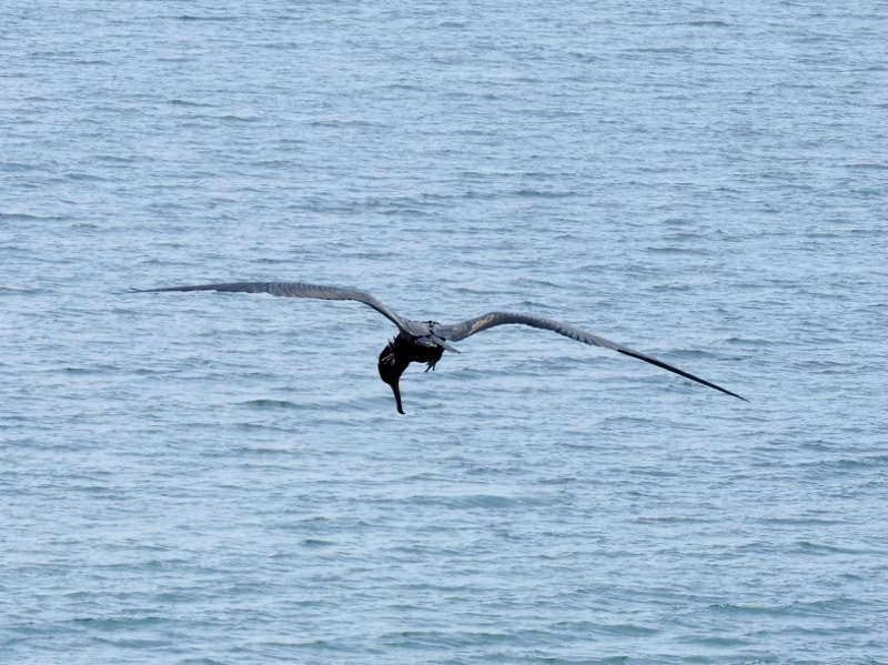 Magnificent Frigatebird