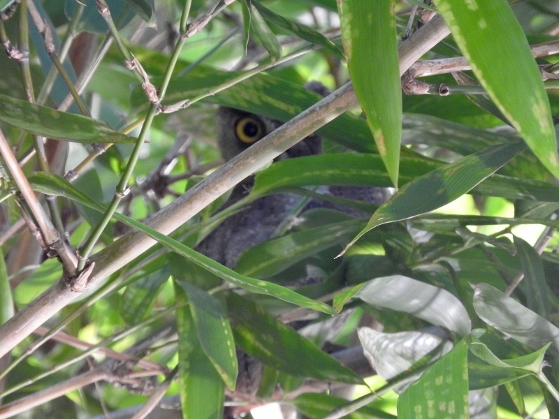 Pacific Screech-Owl