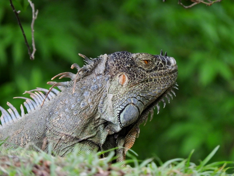  Spiny-tailed Iguana