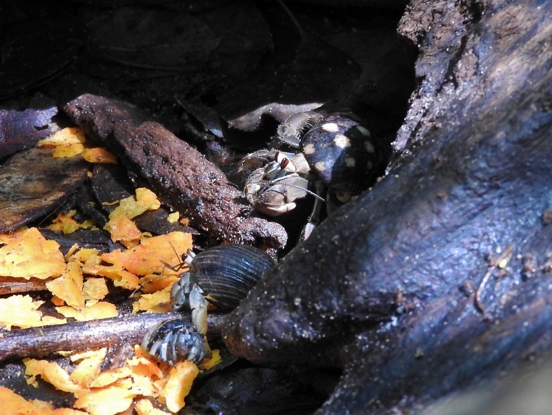 Ecuadorian Hermit Crabs (Coenobita compressus)