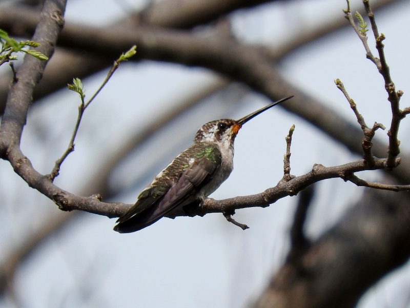 Plain-capped Starthroat