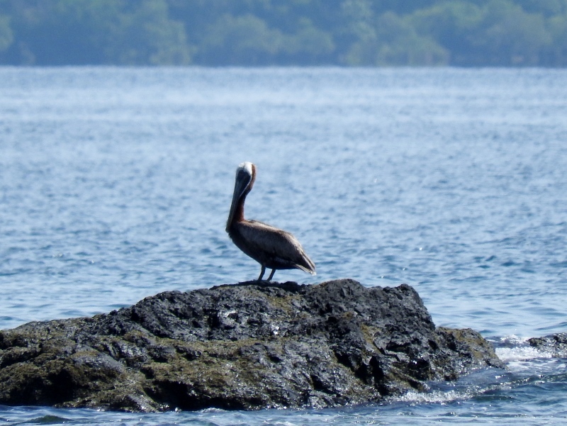 Brown Pelican