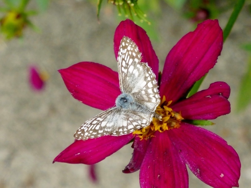 Orcus Checkered Skipper (Pyrgus orcus)