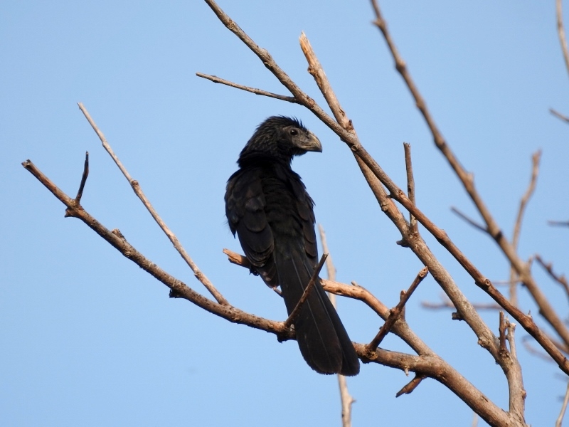 Groove-billed Ani