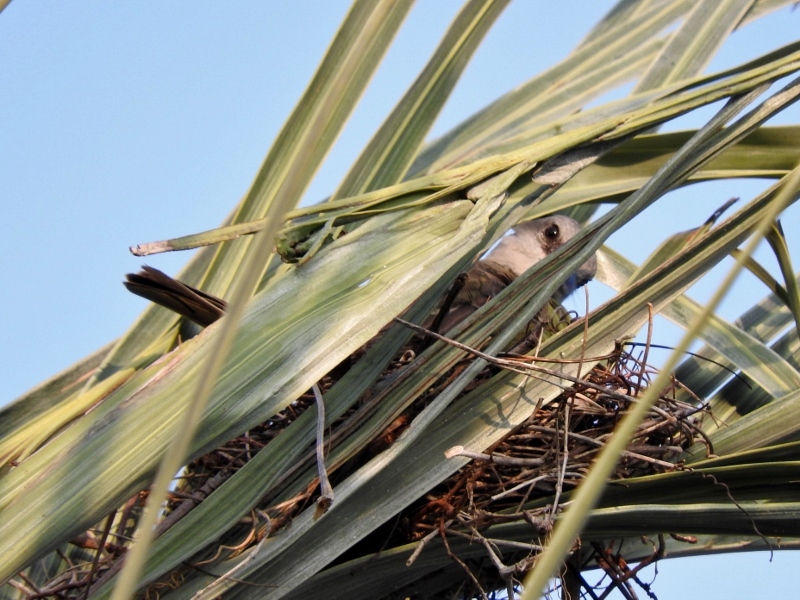 Tropical Kingbird on a nest