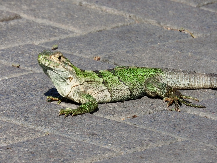 Black Spiny-tailed Iguana