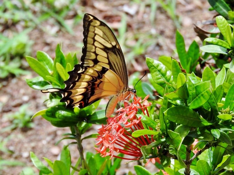 Thoas Swallowtail (Papilio thoas) 