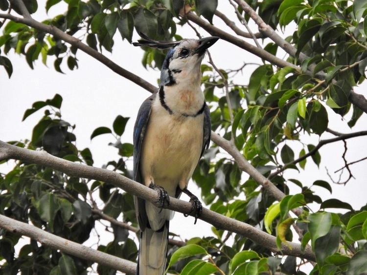 White-throated Magpie Jay