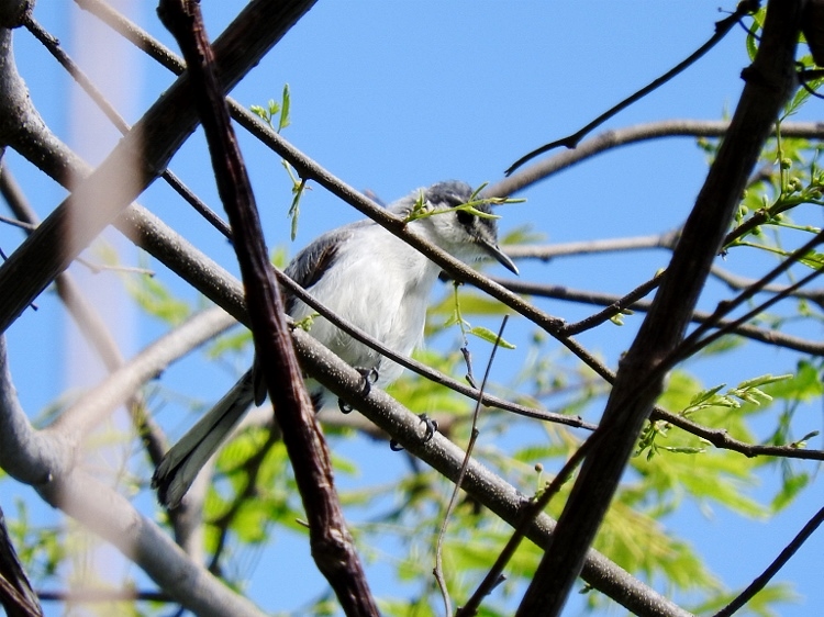 White-lored Gnatcatcher