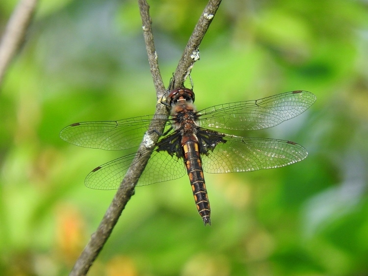 Common Baskettail